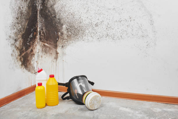 Best Toxic Mold Removal  in Indialantic, FL