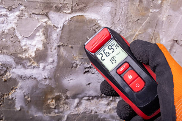 Best Home Mold Removal  in Indialantic, FL